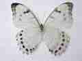 Morpho polyphemus luna (bilateral gynandromorph) [Internet image property of respective owner, non commercial use only]
